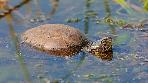 natural systems turtle.jpg