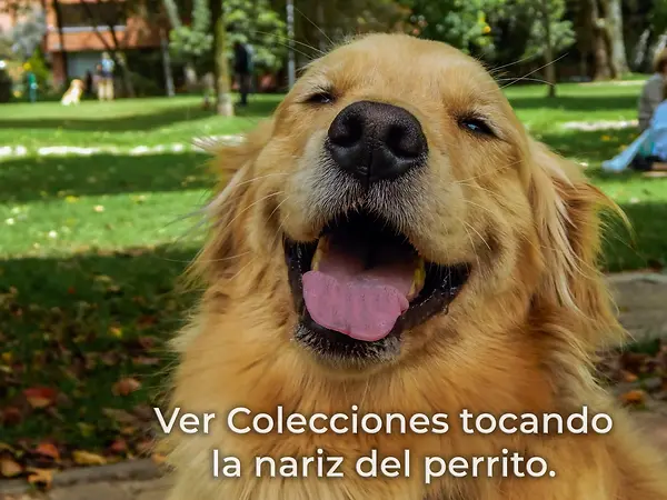 ver colecciones copia.webp