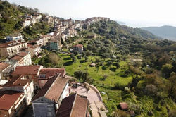 Centola
