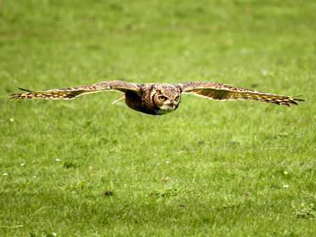 An owl flying over a field