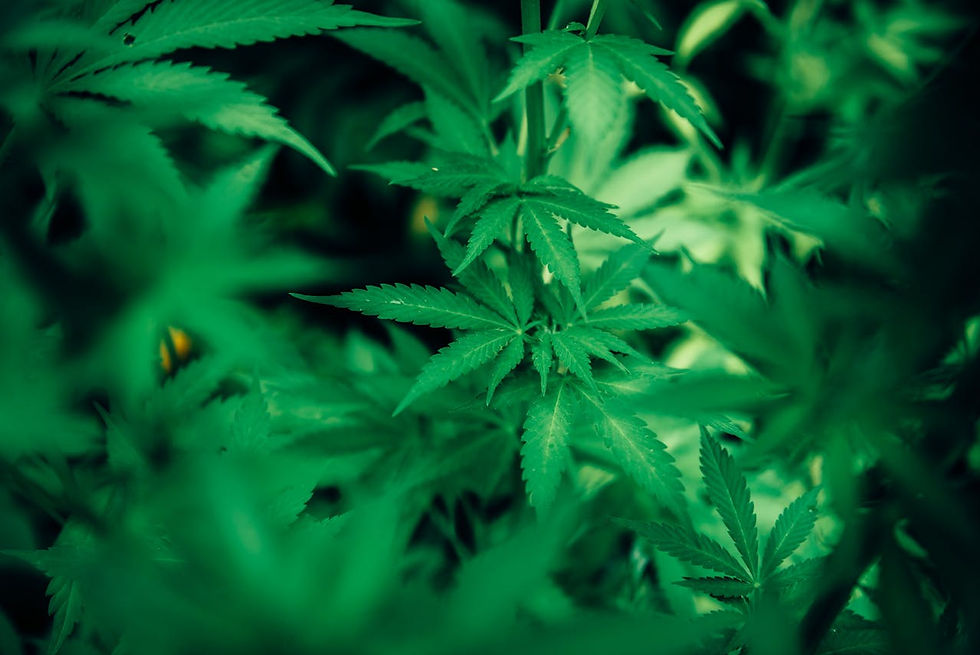 Cannabis Product Comparisons