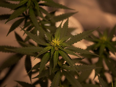 Close-up of a cannabis plant with green leaves and yellowish buds. Warm lighting in a blurred indoor setting.