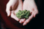 Hands holding a handful of green cannabis buds against a dark background, creating a focused and calm mood.