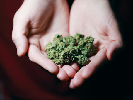 Hands holding a handful of green cannabis buds against a dark background, creating a focused and calm mood.
