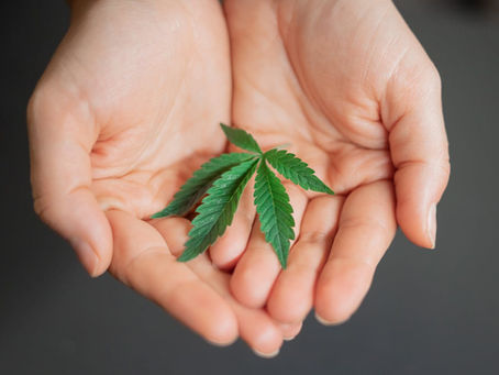 Hands gently hold a green cannabis leaf against a neutral background, conveying a sense of care and calm.