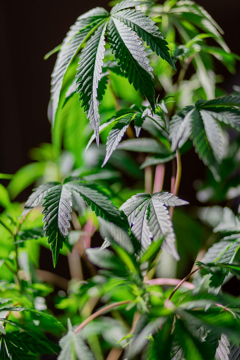 Close-up of lush green cannabis leaves with serrated edges, set against a blurred dark background. Bright lighting highlights textures.
