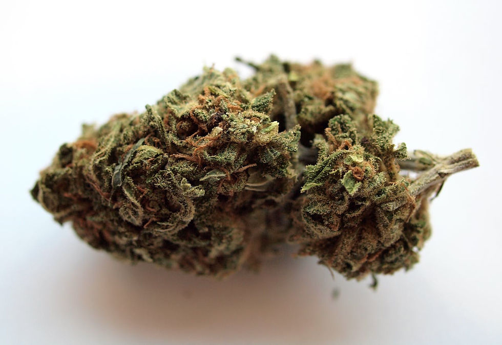 Close-up of a cannabis bud on a white background, showing green leaves with orange hairs.