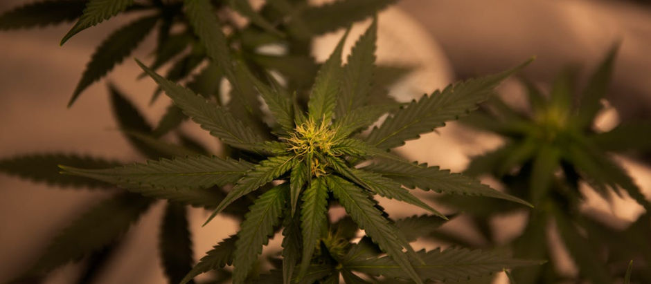 Close-up of green cannabis leaves with a prominent bud, set against a blurred background. Warm lighting creates a serene atmosphere.