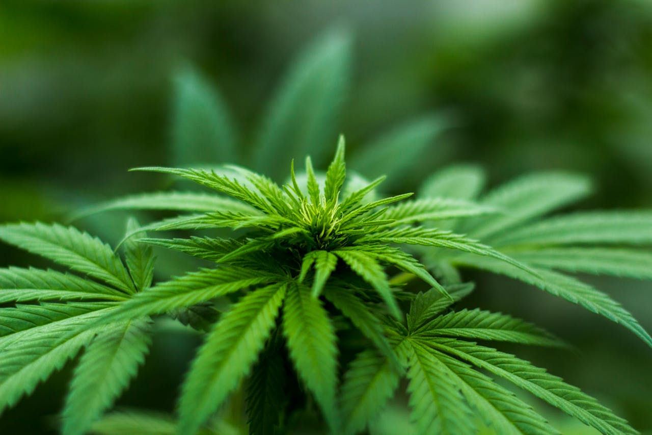 Close-up of vibrant green cannabis leaves with serrated edges, set against a soft-focus blurred green background, conveying a serene mood.