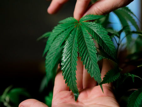 Hands gently holding a green cannabis leaf, set against a blurred background. The lighting highlights the leaf’s texture and vibrant color.
