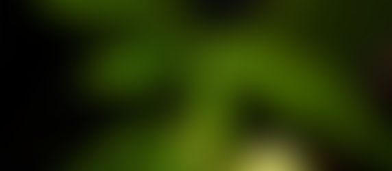 Close-up of vibrant green leaves of a plant against a dark background, showing detailed textures and patterns.