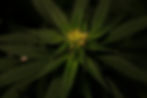 Close-up of a cannabis plant with vibrant green leaves and yellow pistils, set against a dark, blurred background.