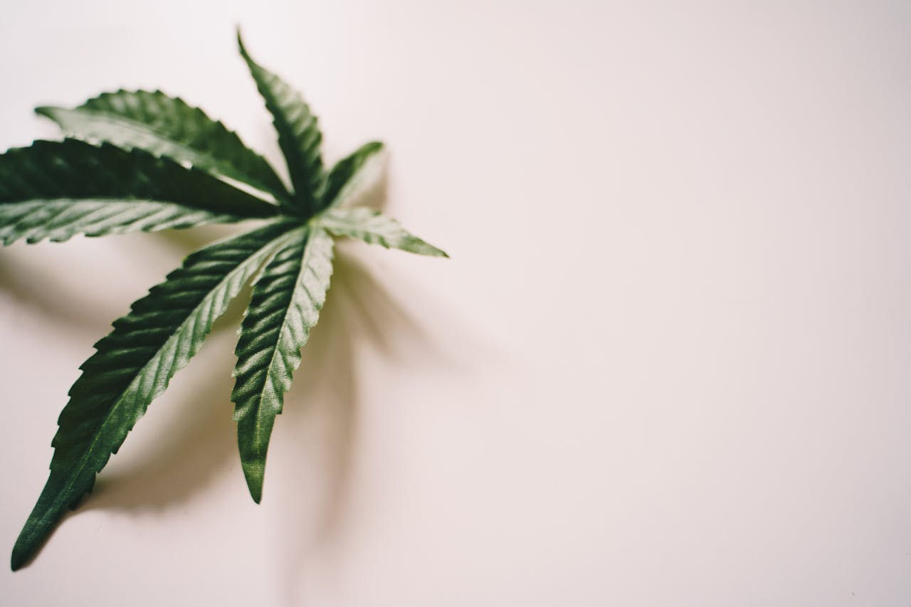 Green cannabis leaf on a plain white background, casting a soft shadow. The leaf's texture and color stand out vividly against the light backdrop.