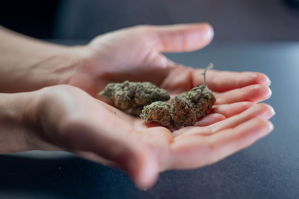 Hands holding dried cannabis buds over a dark surface. The background is blurred, focusing on the earthy-colored buds.