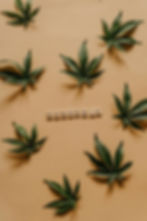 Cannabis leaves on a beige background with "CANNABIS" spelled in wooden tiles. Green leaves form a circular pattern, evoking a natural theme.