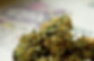 What Do Vegan Cannabis Edibles Offer That Traditional Edibles Don’t?