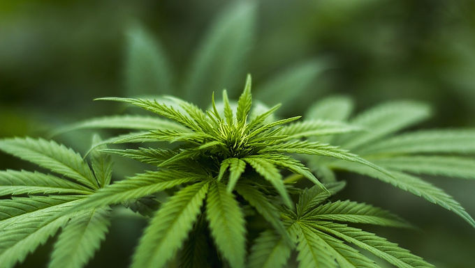Cannabis Delivery In Napa