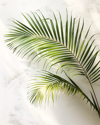 xelanft_palm_leaves_minimalistic_setting_no_face_seen_bright__b2b8b533-a1ee-41a7-ad46-8468