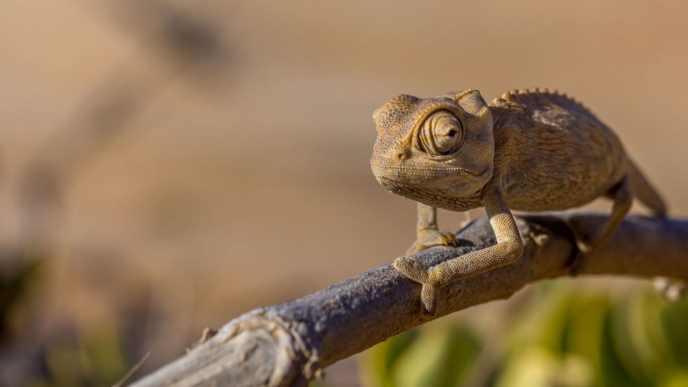 Namaqua Chameleon, Namib