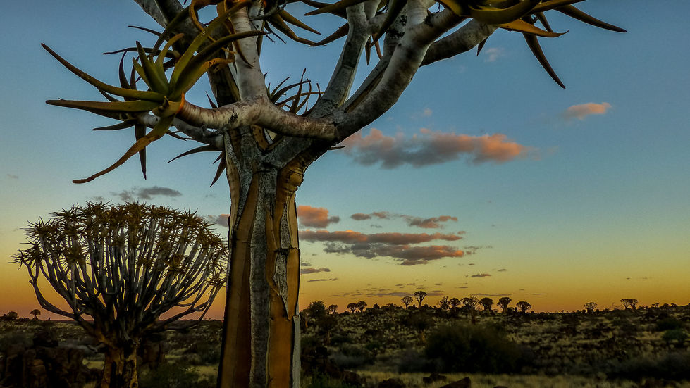 Quiver Tree, Keetmanshoop