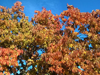 L'autunno è arrivato e il cesto ha riversato