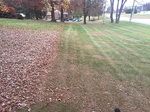 leaves.jpg