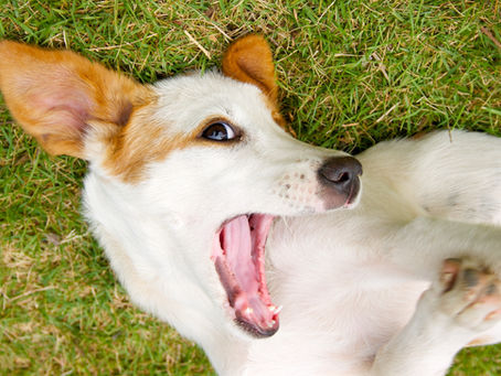 Ein Hund aus dem Auslandstierschutz