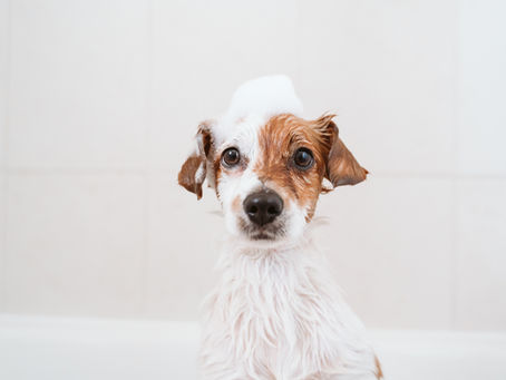 Medical Training mit deinem Hund: So wird Körperpflege & Tierarztbesuch stressfrei