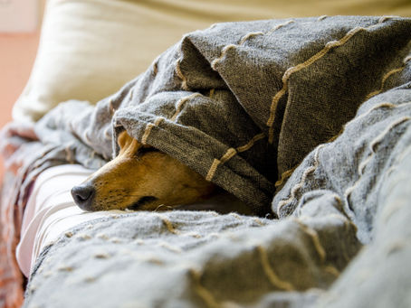 Woran erkennst du Schmerzen beim Hund?
