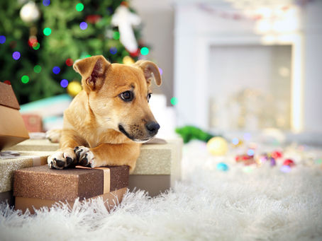 Entspannt über Silvester mit deinem Hund: So vermeidet ihr Stress und Angst