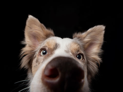 shutterstock_1519832570.jpg