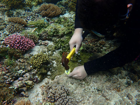 Coral restoration