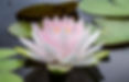 Pristine water lily_edited.jpg