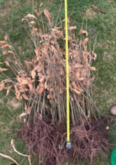3 year old Dunstan Chestnut- Limited Supply!