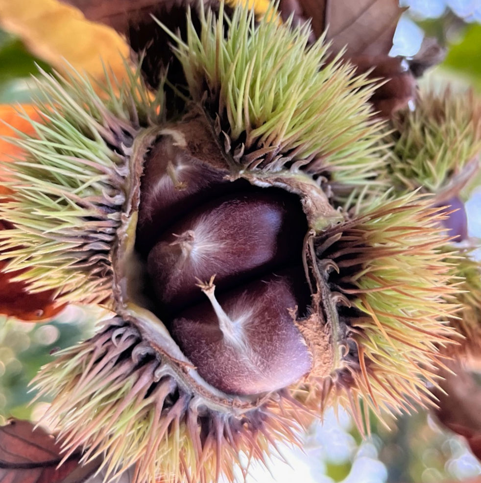 2 yr Old Chinese Chestnut Tree