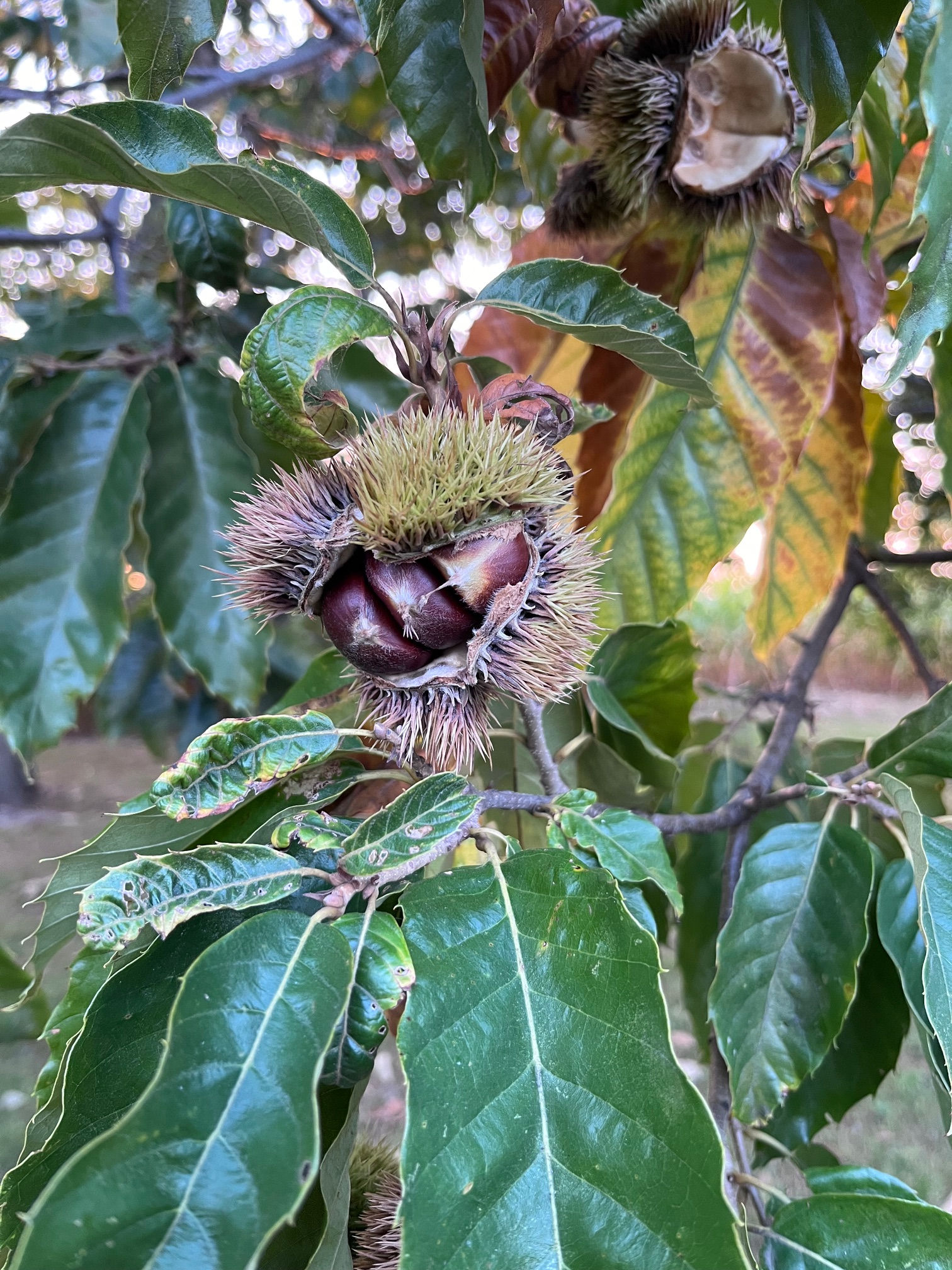 10 Pack(2 Year Tree) Chinese Chestnut Trees for Sale