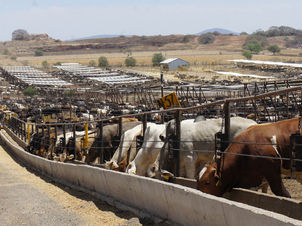 Carente de lógica, nuevo cierre de EU a exportación de ganado