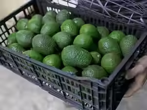 Aguacate mexicano encuentra mercado de 200 millones de consumidores en Brasil