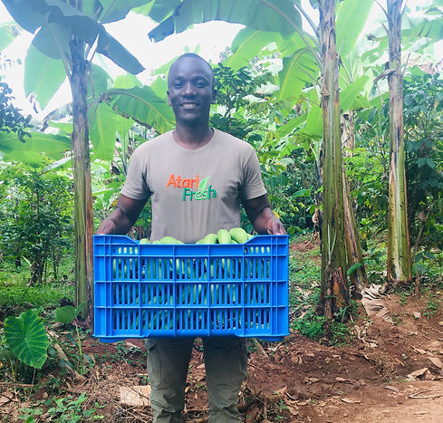 TIKOS Candidate 007 Atari Farms_Harvest.JPG