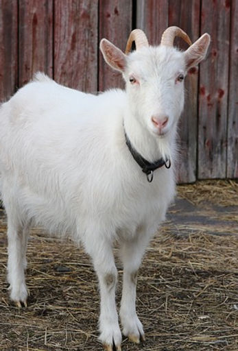 goat-4091504_640.jpg