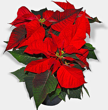 20210401觀元辰--不想被騙，就要學會讓自己具備辨識謊言的能力；而這個能力的基礎，就是要先做到相信自己！