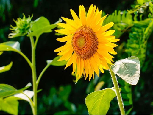 20200702觀元辰--元辰宮內意象的改變可以藉由Elsa引導調整心念，但現實生活中期待的改變重點是「妳有做了什麼！」