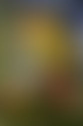 20200820遠距代觀--透過遠距代觀一掃過去的陰鬱,個案說:「活著真好!」