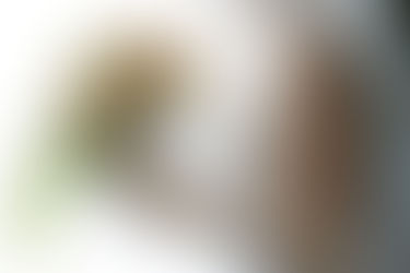 スピード婚：その相談所を選んだ理由は？