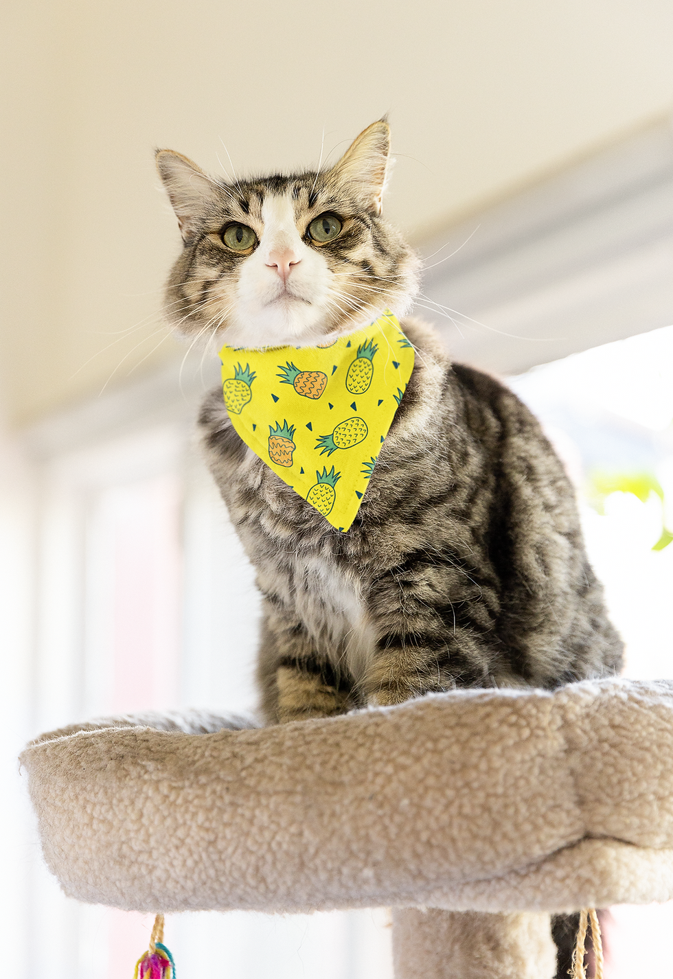Miniature : Foulard Ananas