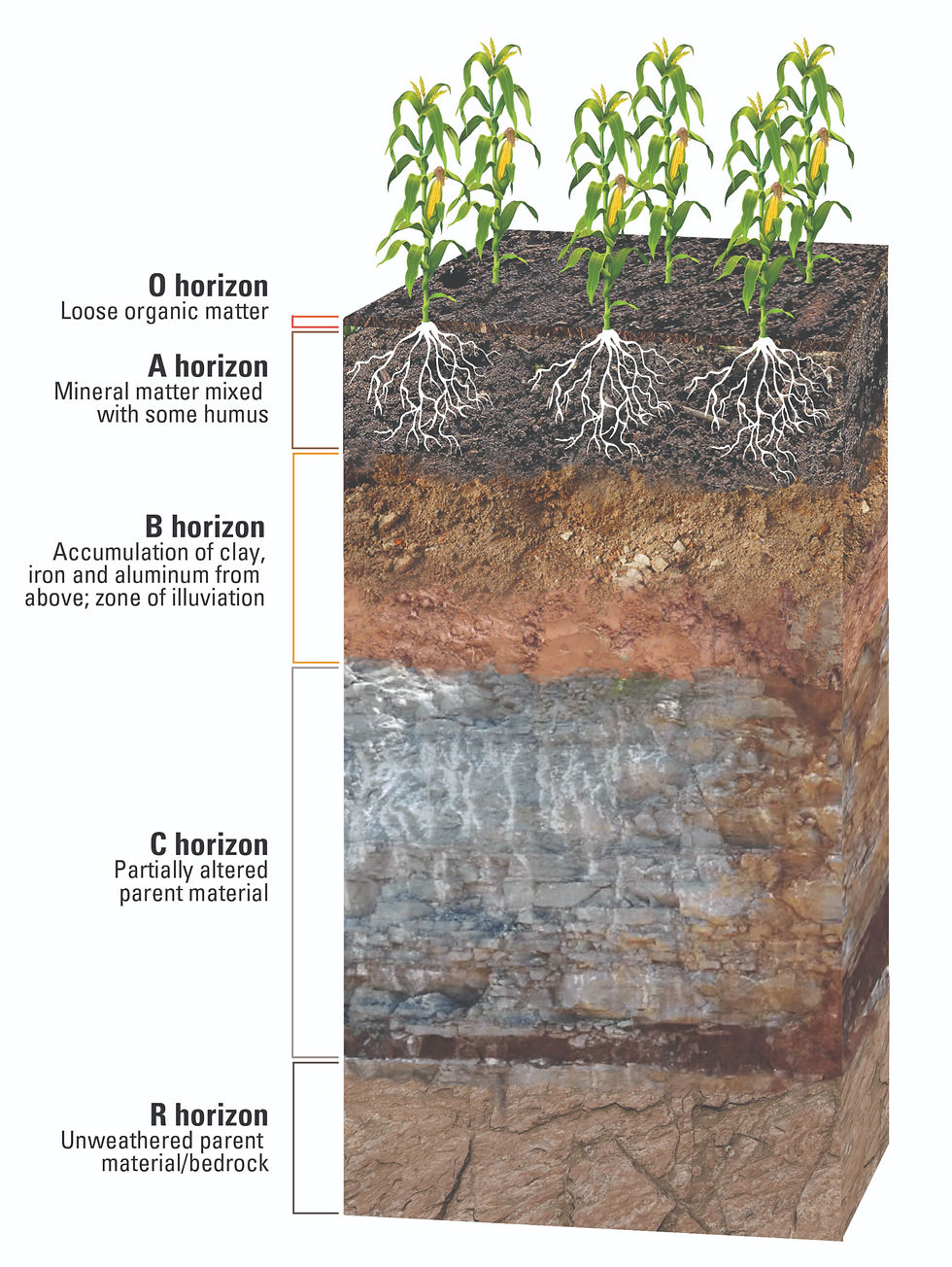 Soil profile horizons