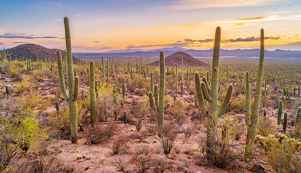 Saguaro National Park.jpg