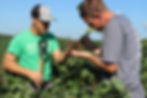 Farmer Garrett Riekhof and his Maximum Farming System Associate looking at soybean roots