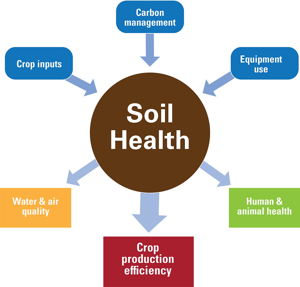 Figure 2: Soil health is the nexus of farming. Farmers' choices (blue boxes) all directly influence soil health and how it determines crop production efficiency (red box) and ancillary environmental impacts (yellow and green boxes).