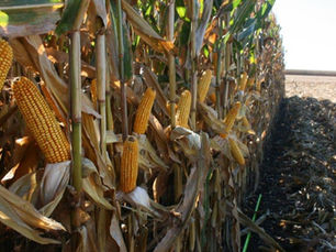 Farmers need to be sure that all their choices work together as an efficient system to achieve the desired result of producing healthy, abundant, and sustainable harvests year after year.